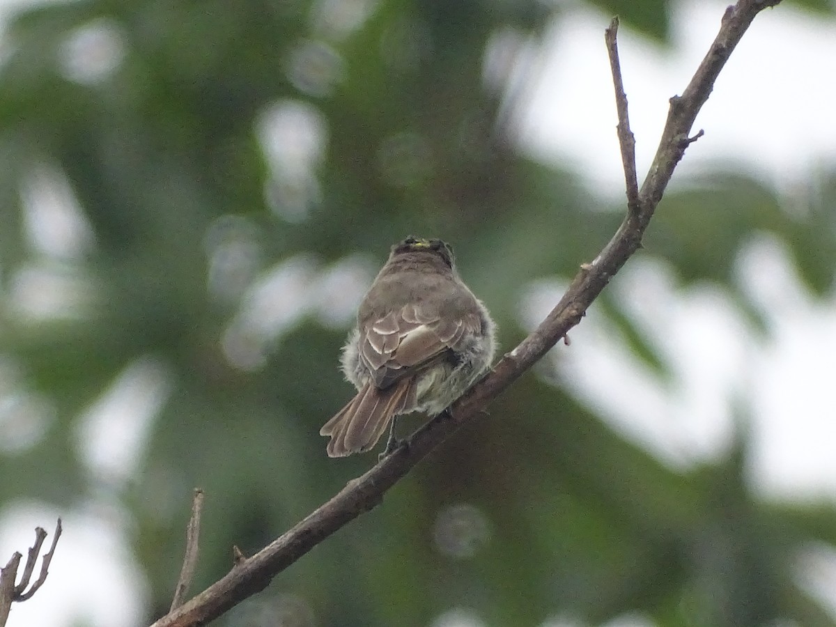 Crowned Slaty Flycatcher - ML619958463