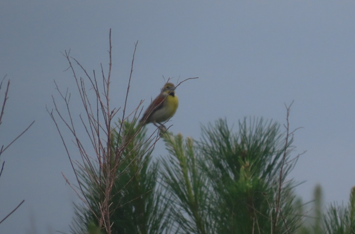 Dickcissel d'Amérique - ML619958469