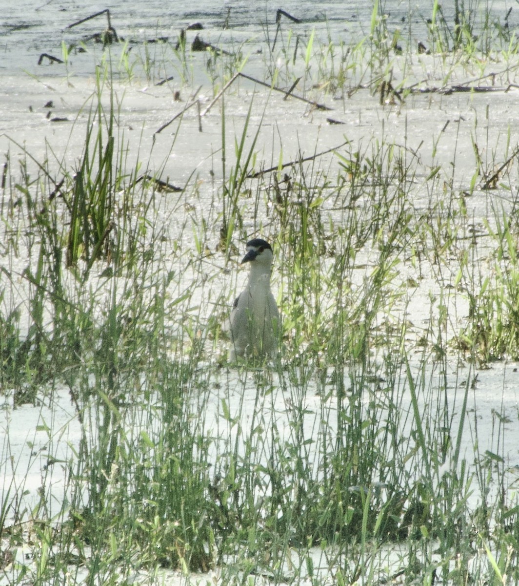 Black-crowned Night Heron - ML619958473