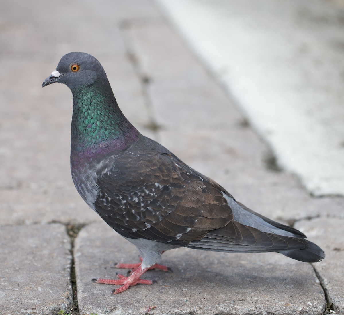 Rock Pigeon (Feral Pigeon) - ML619958481
