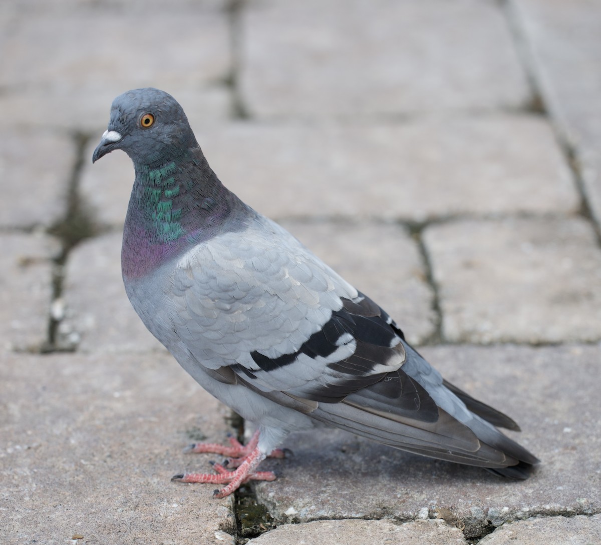Rock Pigeon (Feral Pigeon) - ML619958483