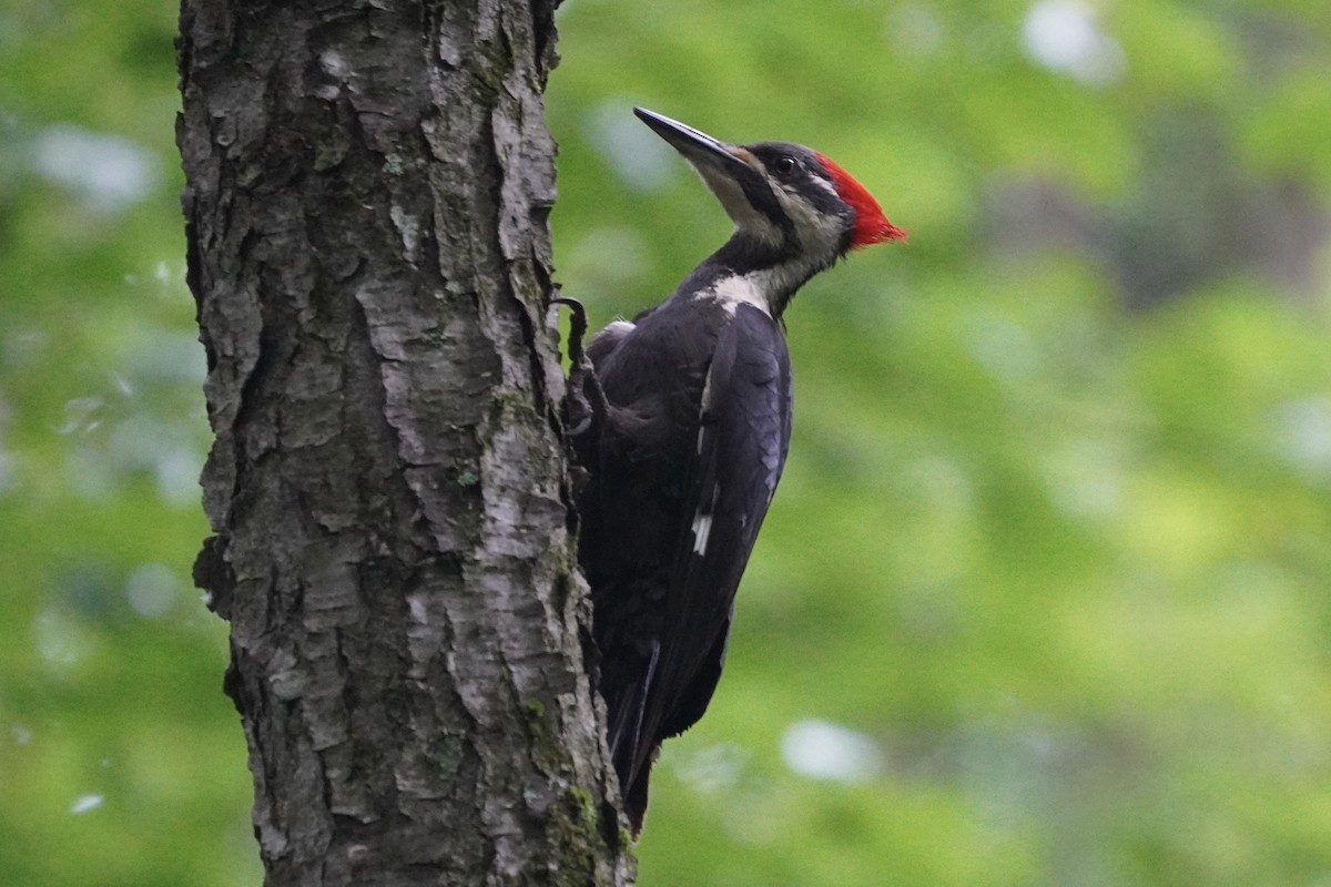 Pileated Woodpecker - ML619958490