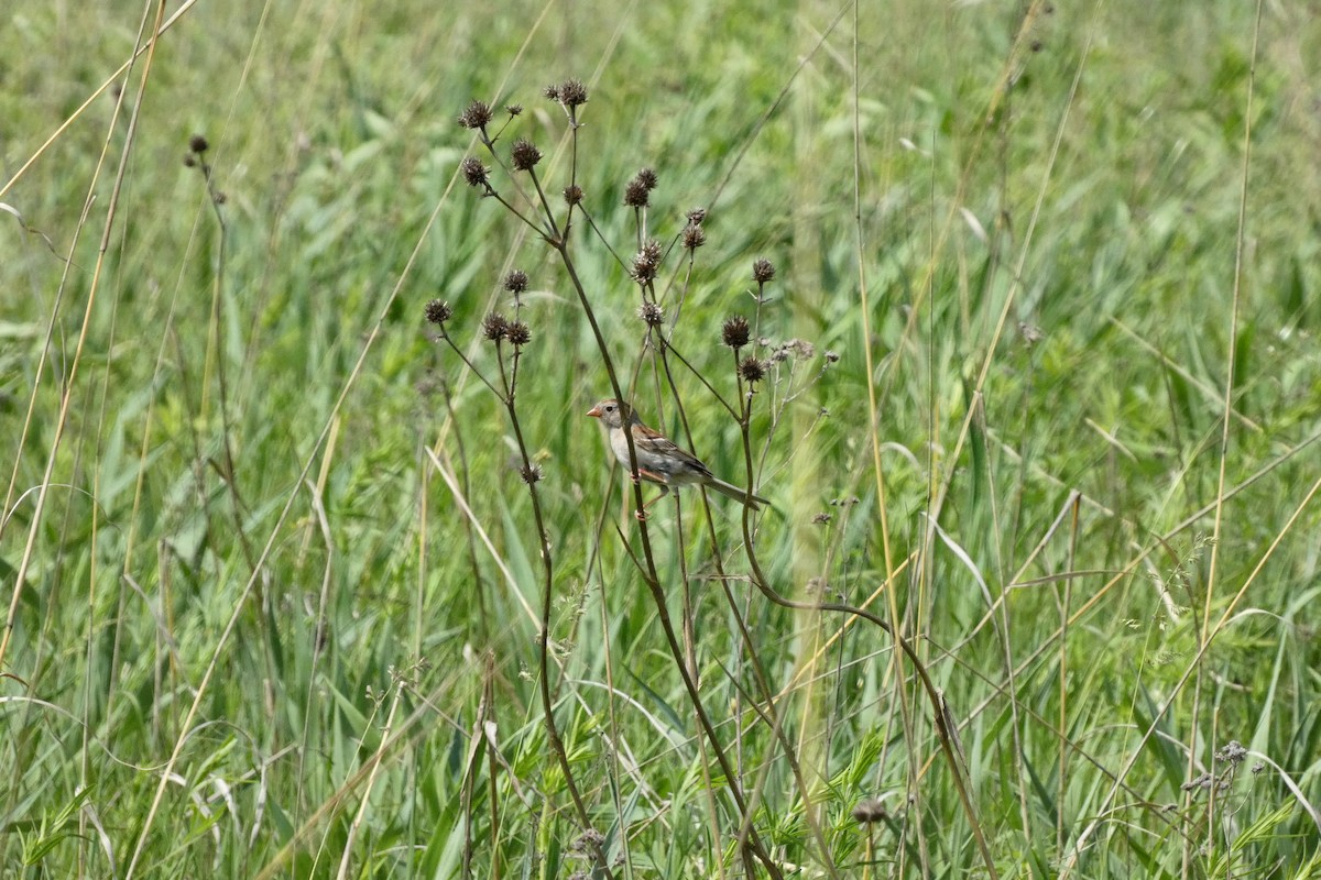 Field Sparrow - ML619958514