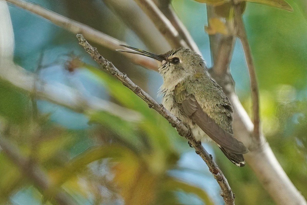 Black-chinned Hummingbird - ML619958522