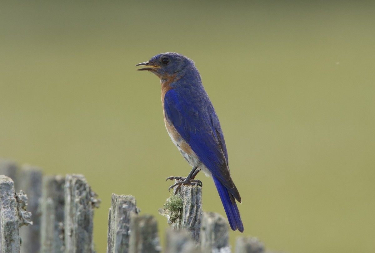 Eastern Bluebird - ML619958524