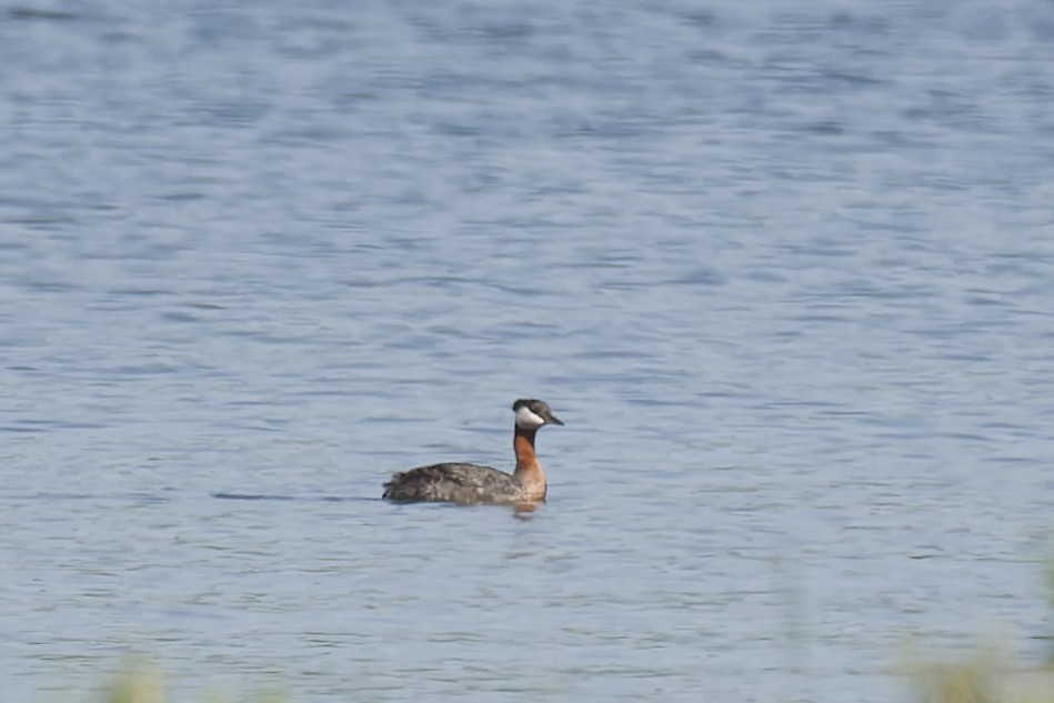 Red-necked Grebe - ML619958537