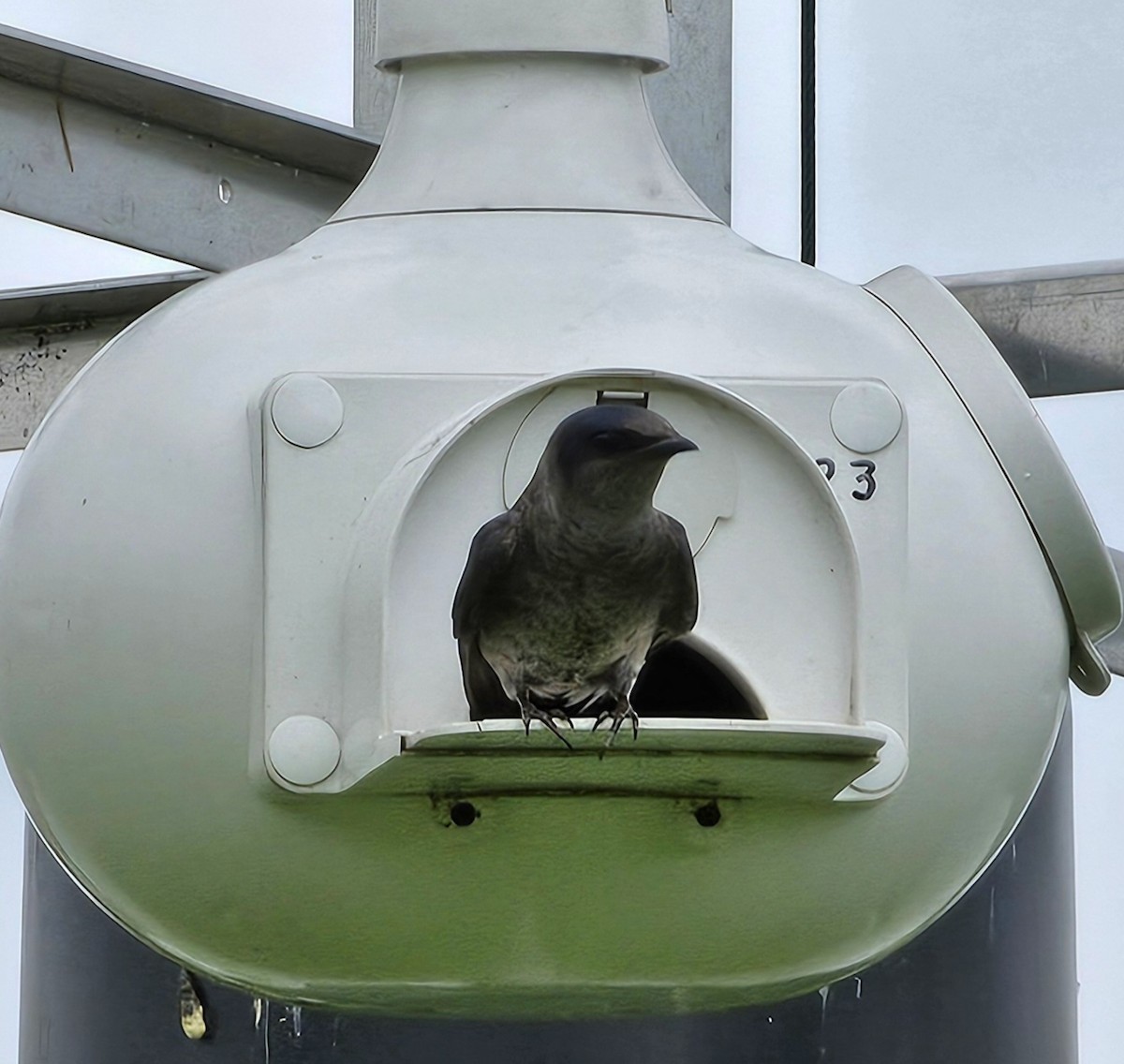 Purple Martin - ML619958540