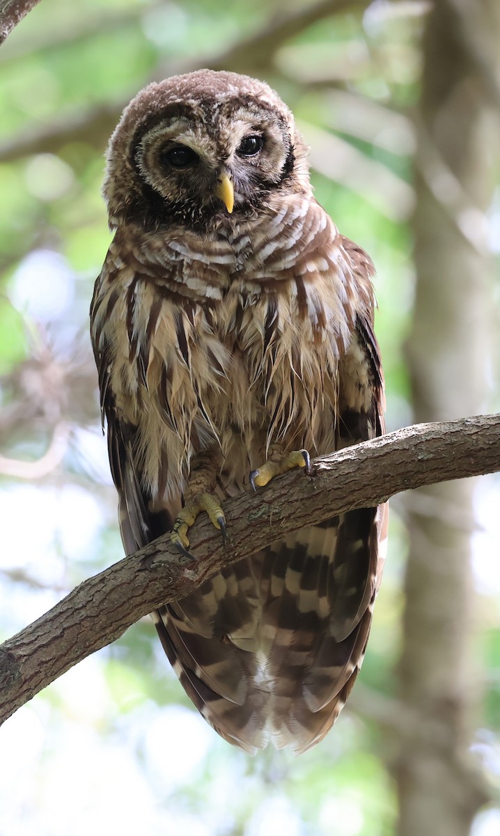 Barred Owl - ML619958550