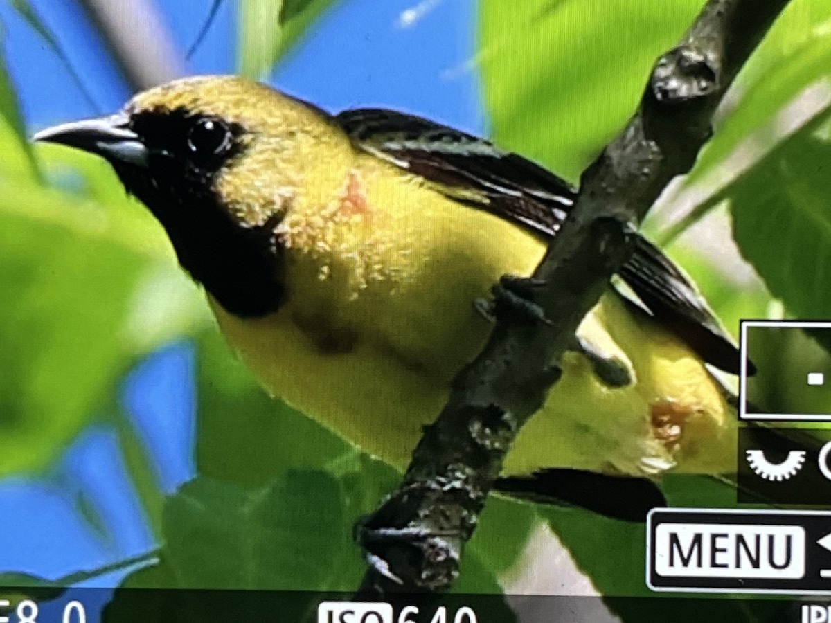 Orchard Oriole - ML619958552