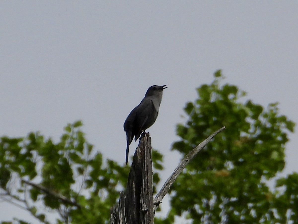 Pájaro Gato Gris - ML619958560