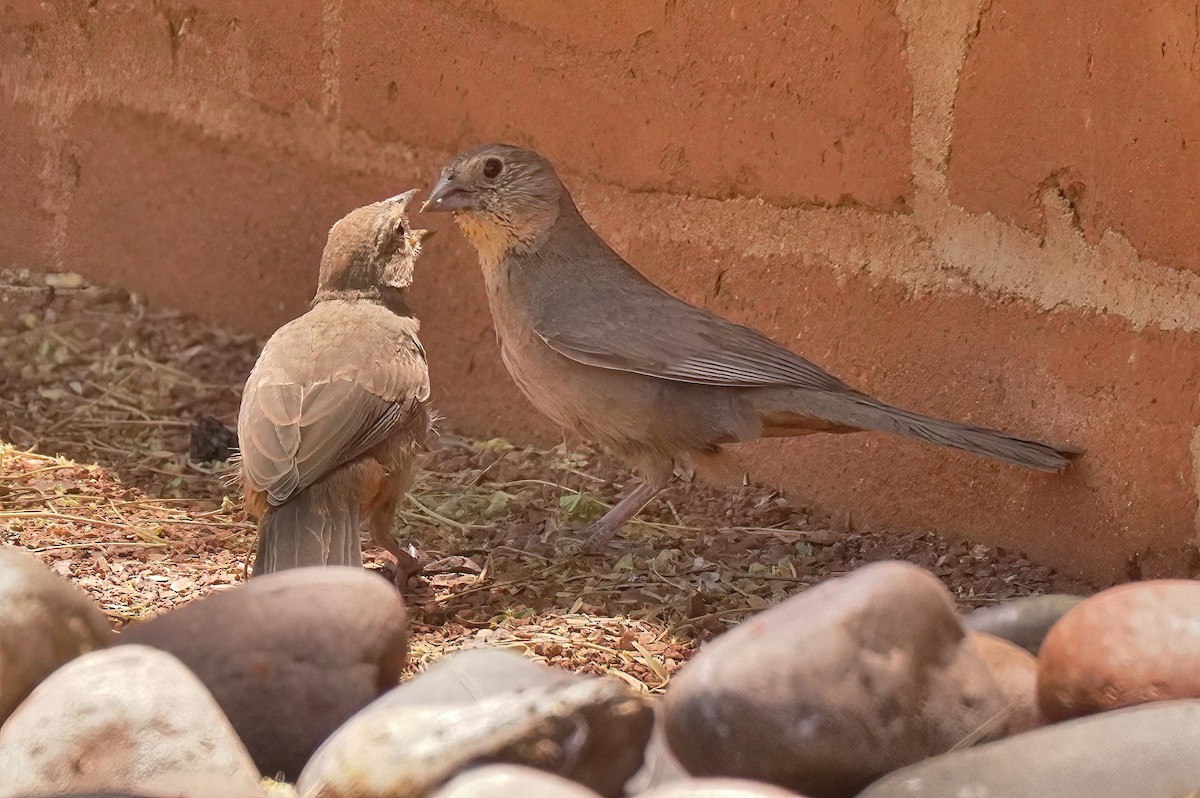 Canyon Towhee - Joanne Kimura