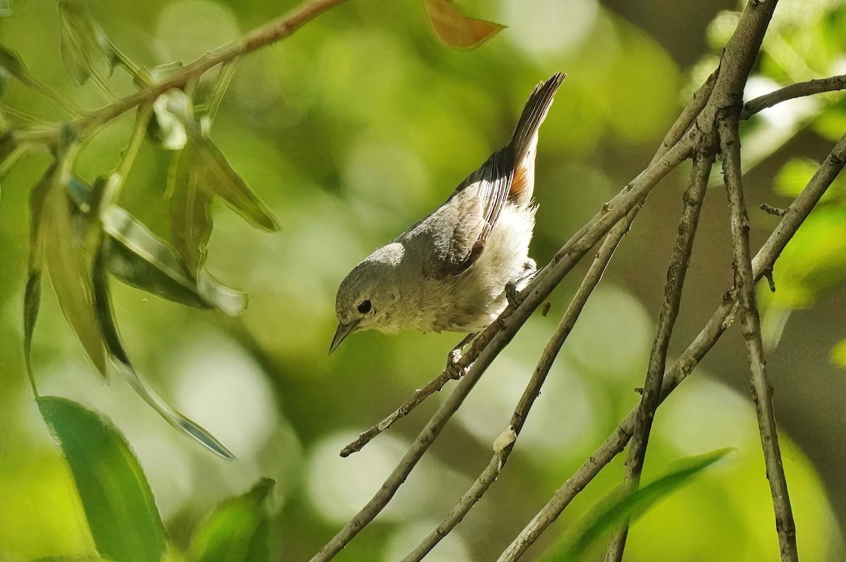Lucy's Warbler - ML619958579