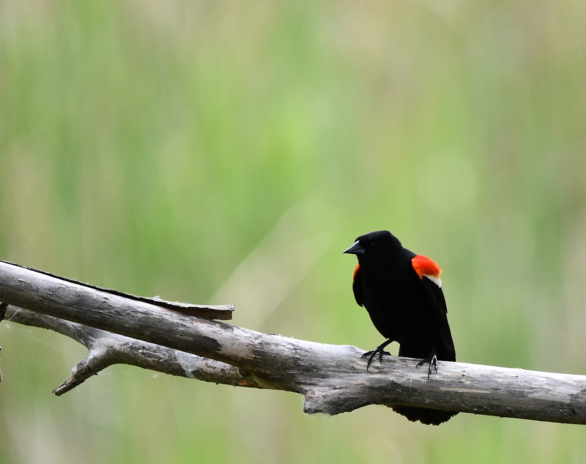 Red-winged Blackbird - ML619958601