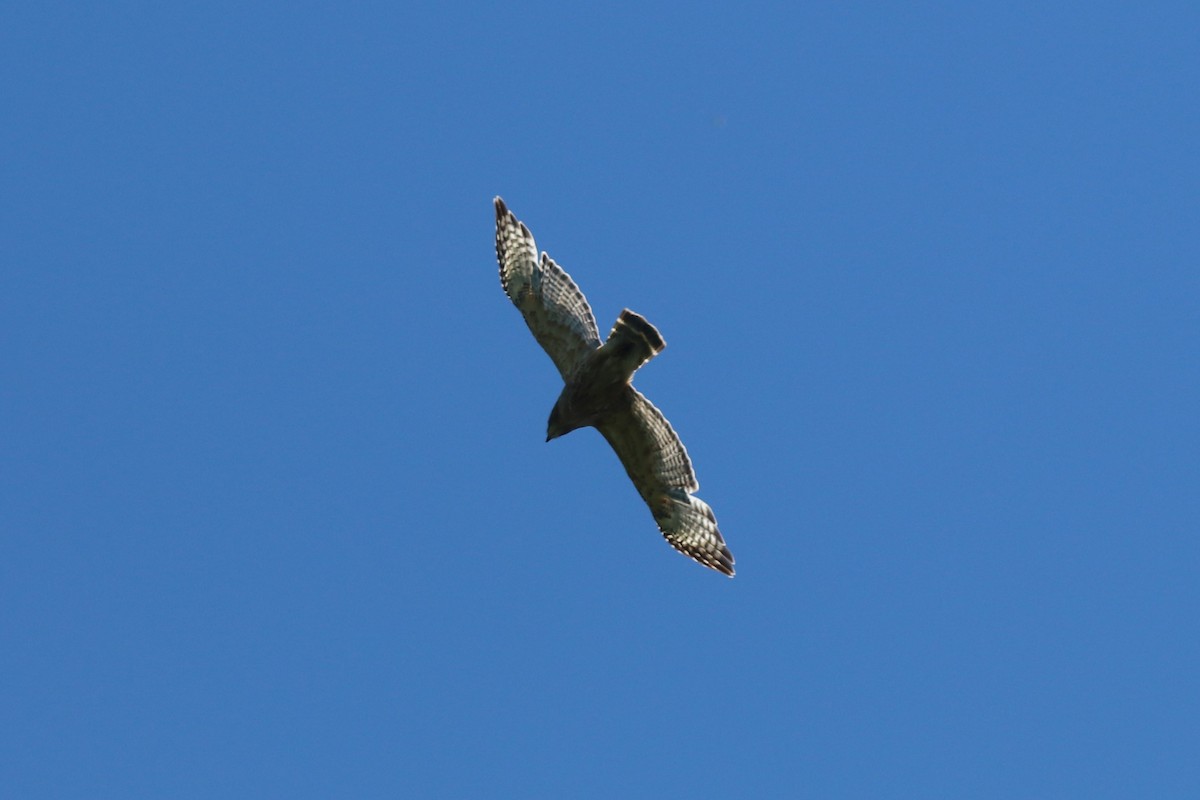 Red-tailed Hawk - ML619958656