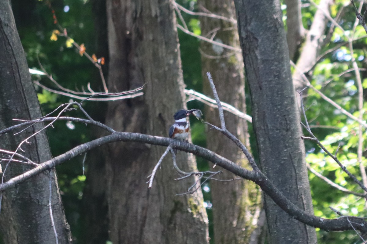 Belted Kingfisher - ML619958669