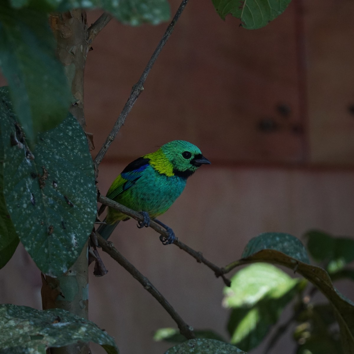 Green-headed Tanager - ML619958681