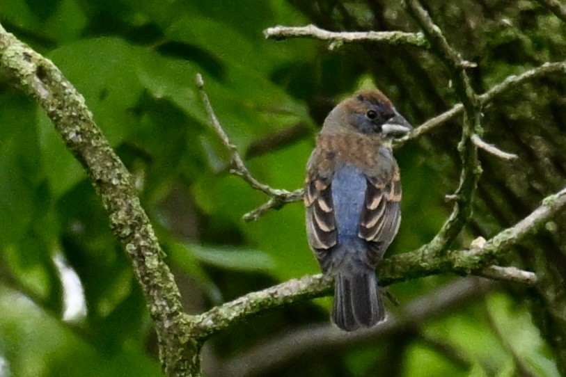 Blue Grosbeak - Michele Carnerie