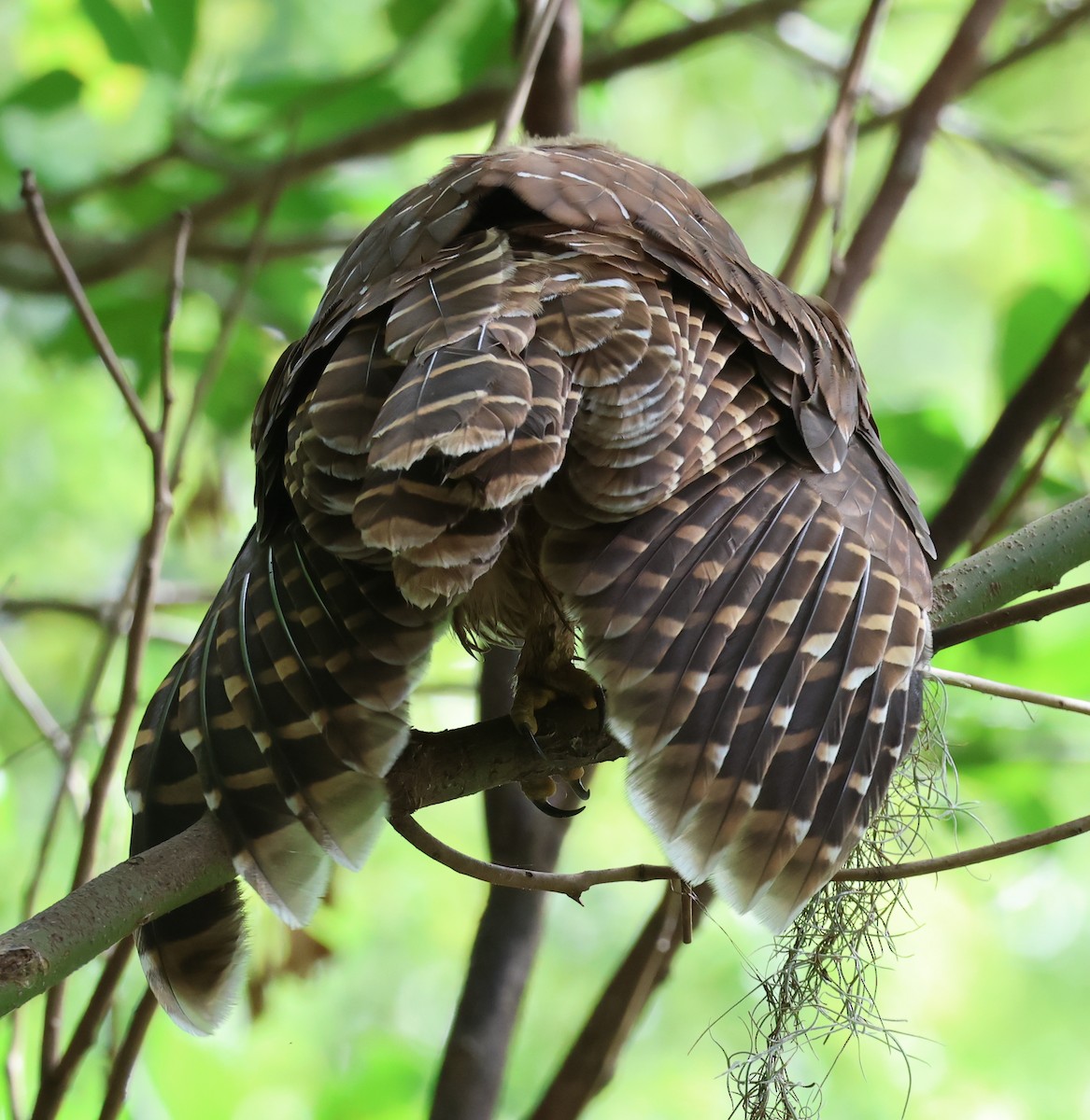 Barred Owl - ML619958736