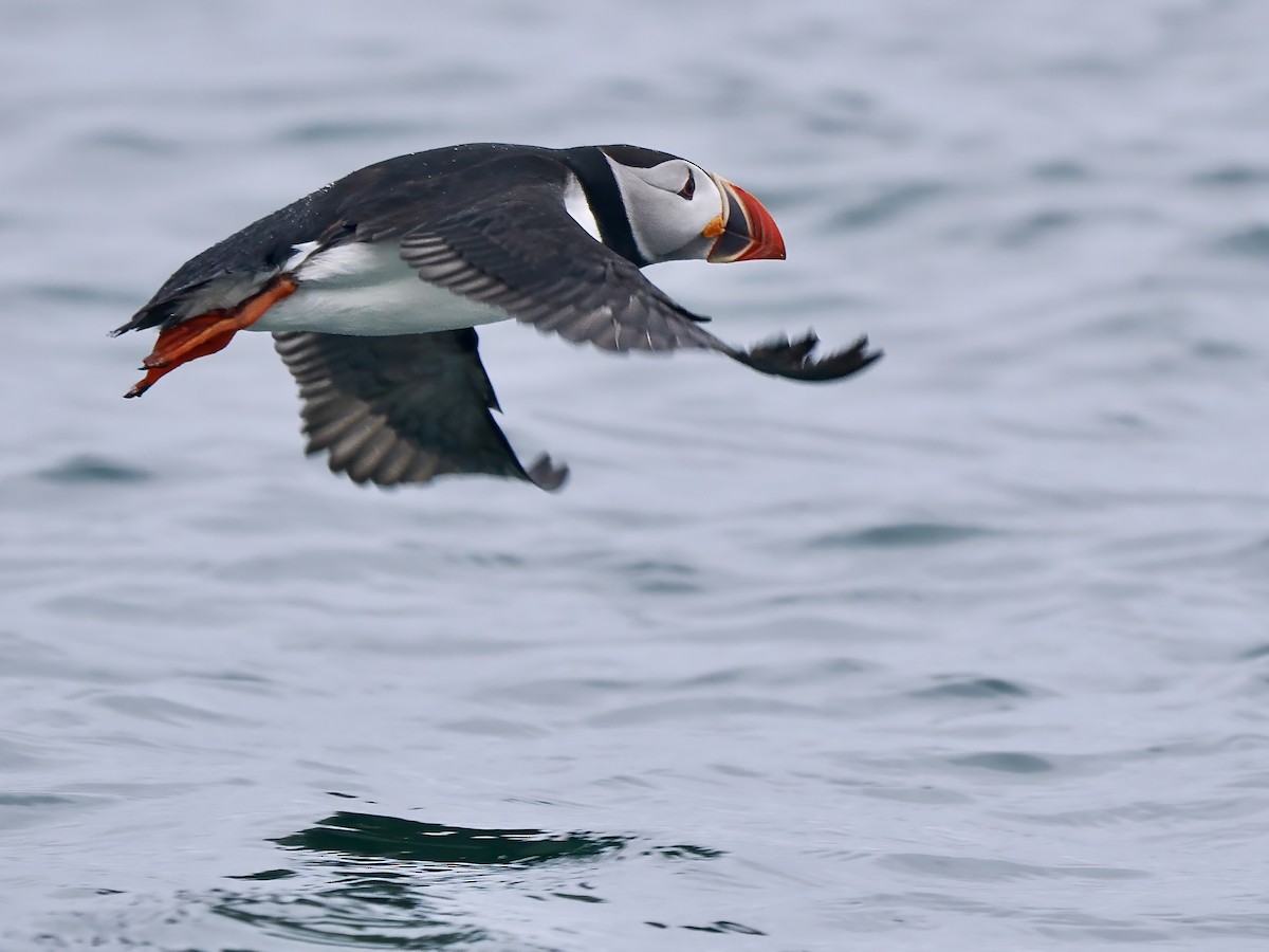 Atlantic Puffin - ML619958738