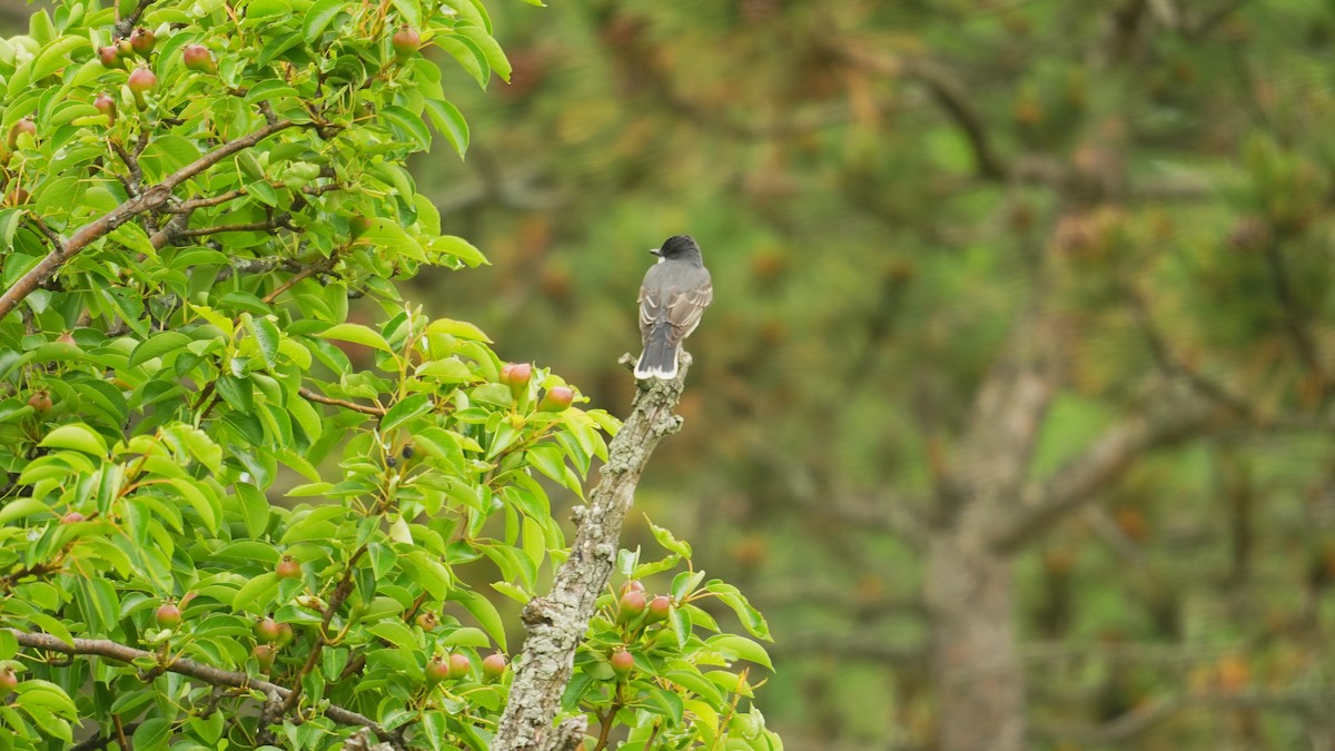 Eastern Kingbird - ML619958758