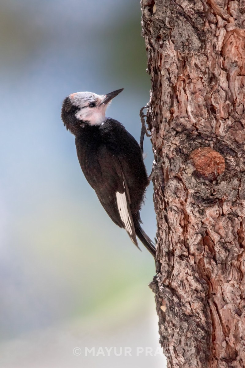 White-headed Woodpecker - ML619958759