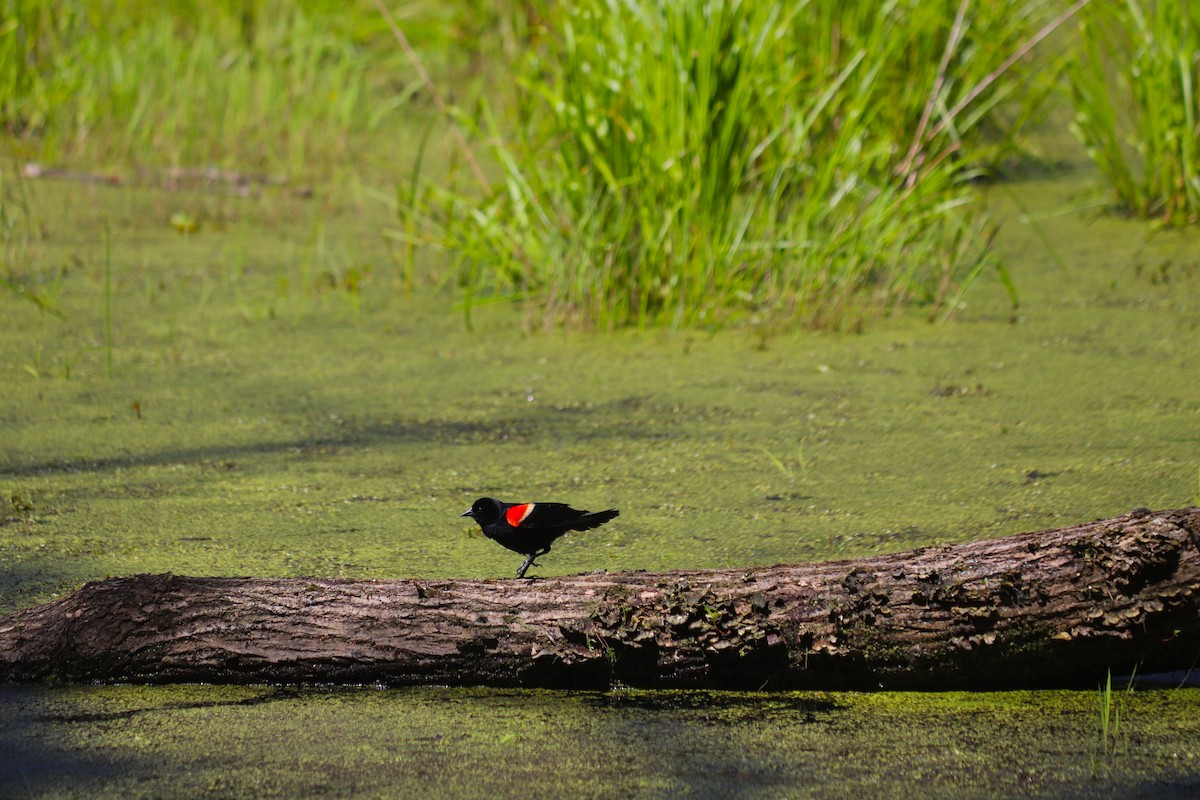 Red-winged Blackbird - ML619958767