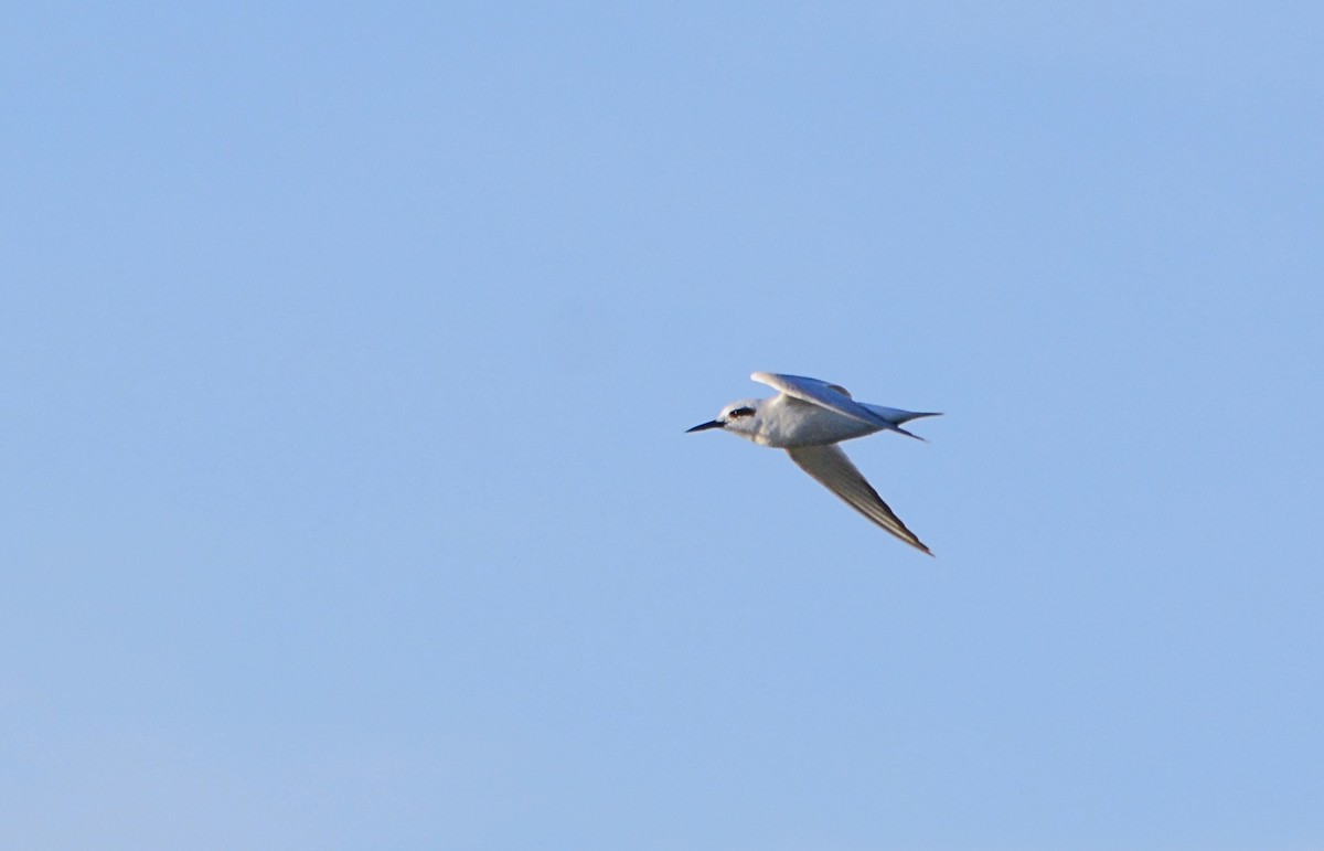 Snowy-crowned Tern - ML619958770