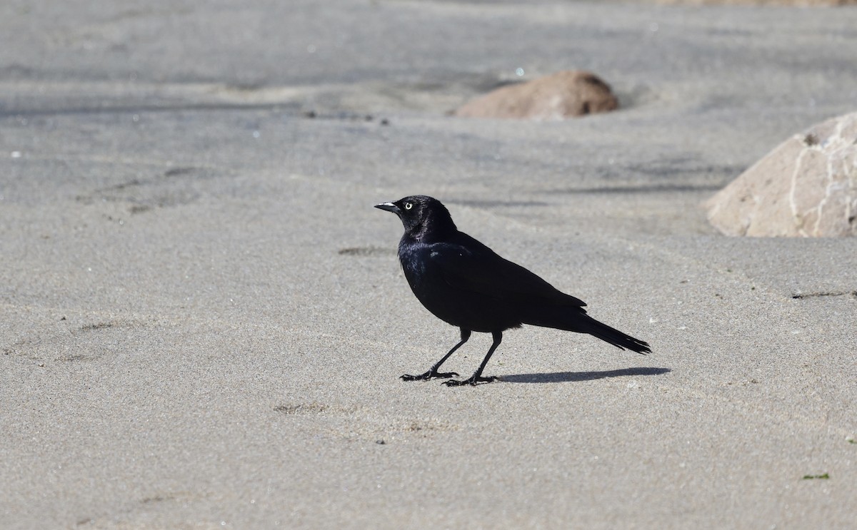 Brewer's Blackbird - Paul Clarke