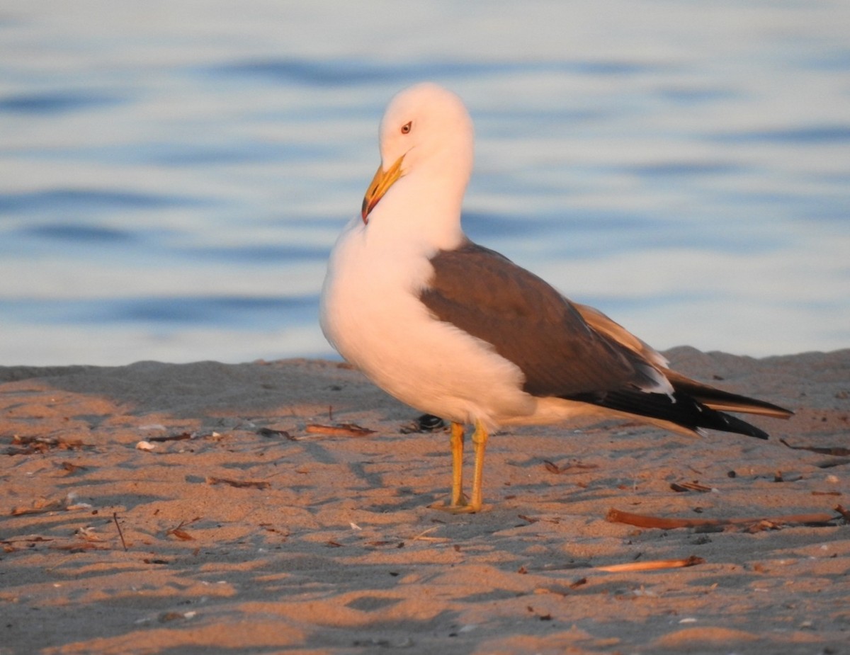 Black-tailed Gull - ML619958781