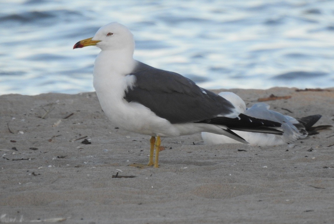 Black-tailed Gull - ML619958782