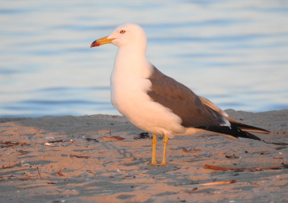 Black-tailed Gull - ML619958783