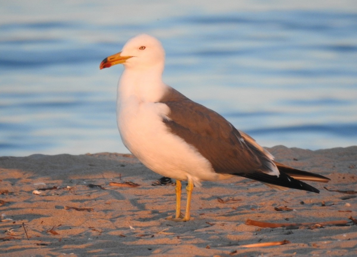 Black-tailed Gull - ML619958785