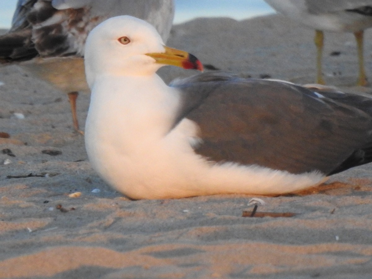 Black-tailed Gull - ML619958788