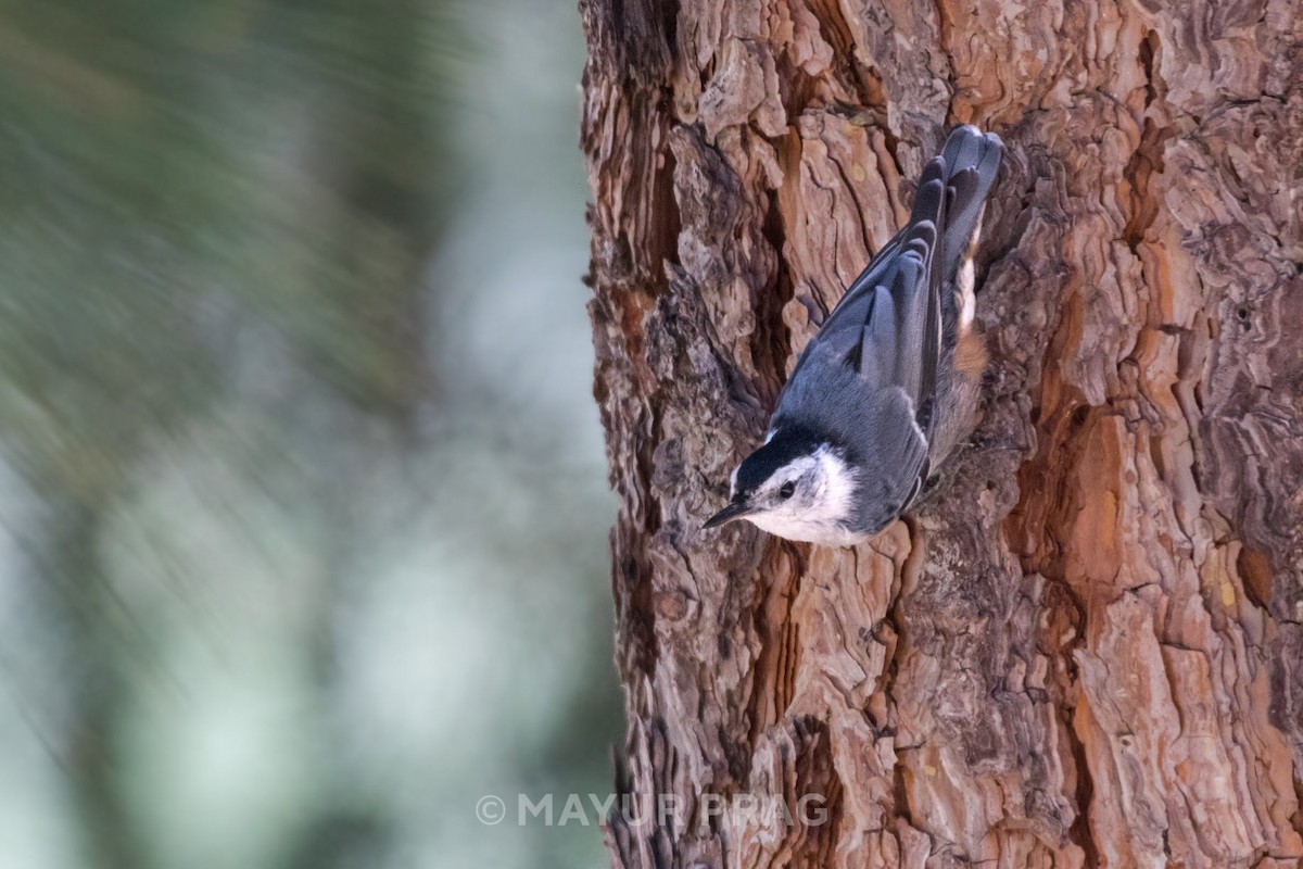 White-breasted Nuthatch - ML619958806