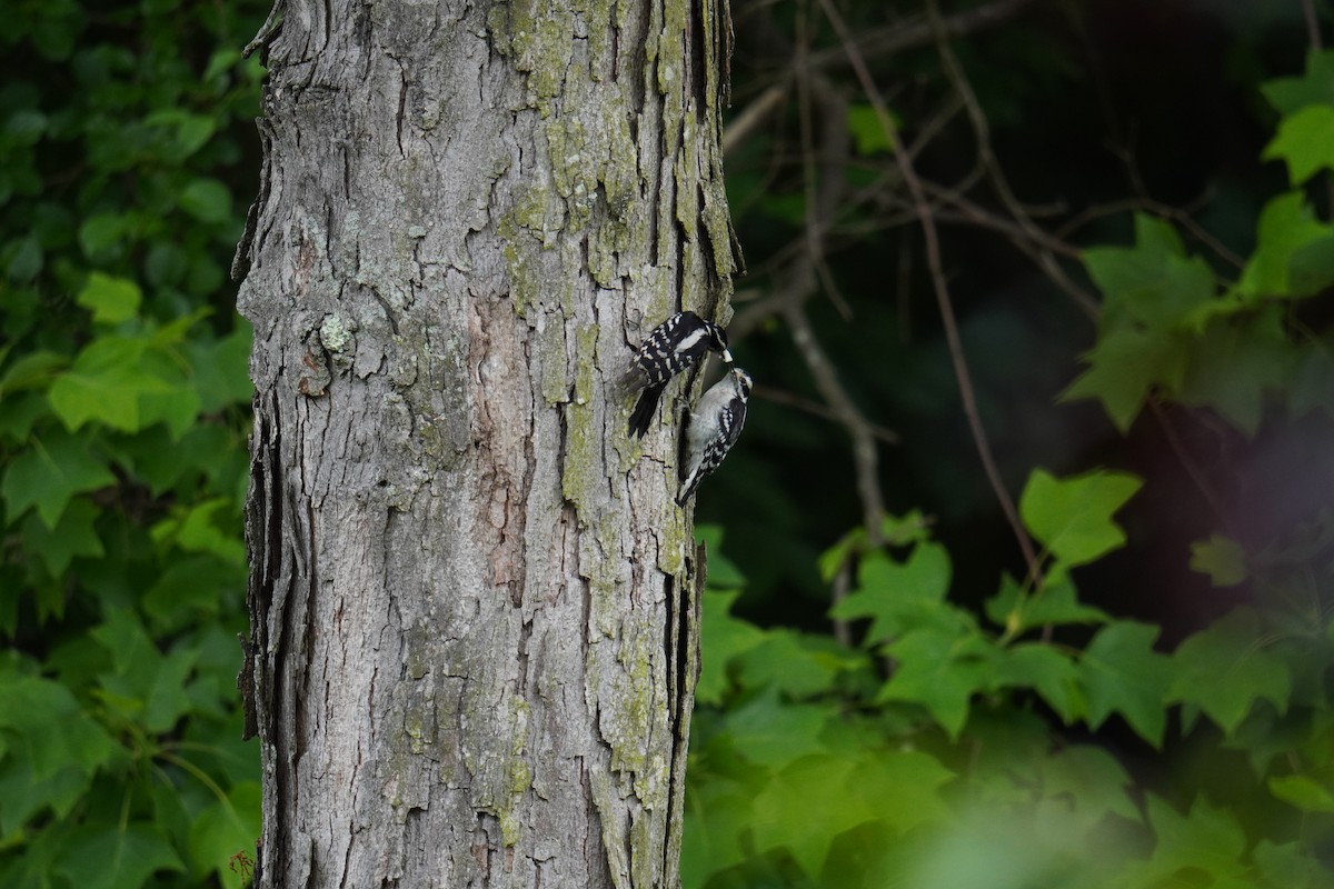 Downy Woodpecker (Eastern) - ML619958820