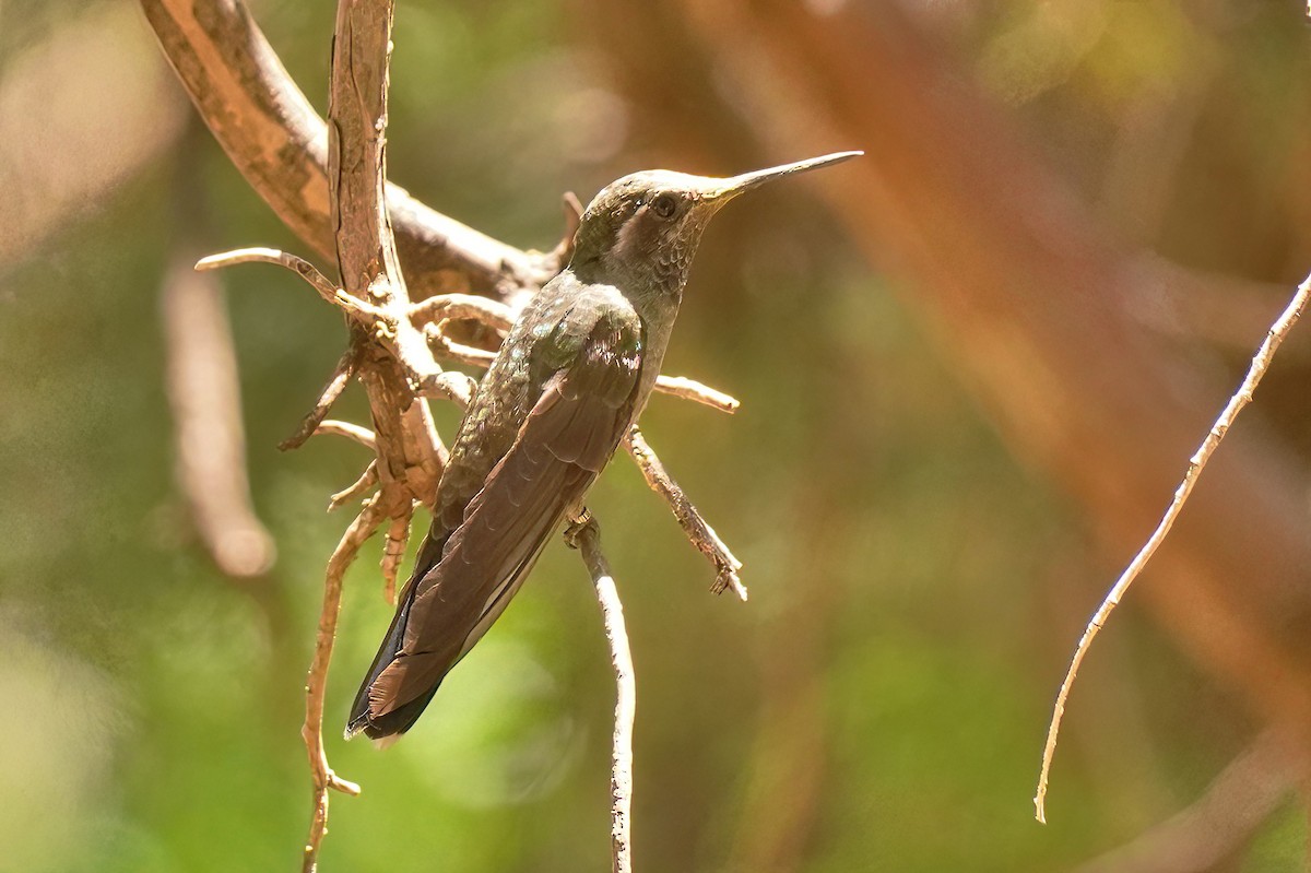 kolibřík blankytohrdlý - ML619958824