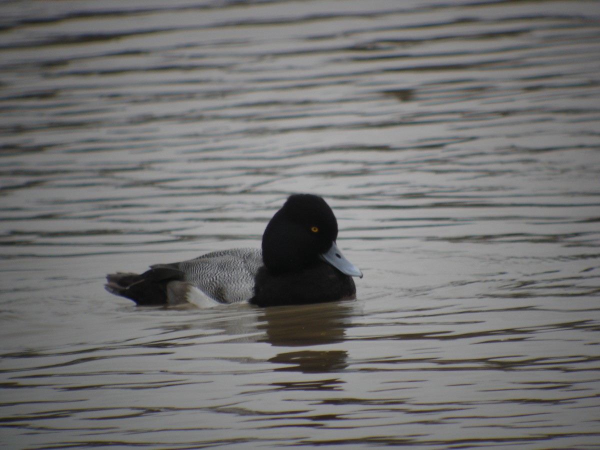 Lesser Scaup - ML619958825