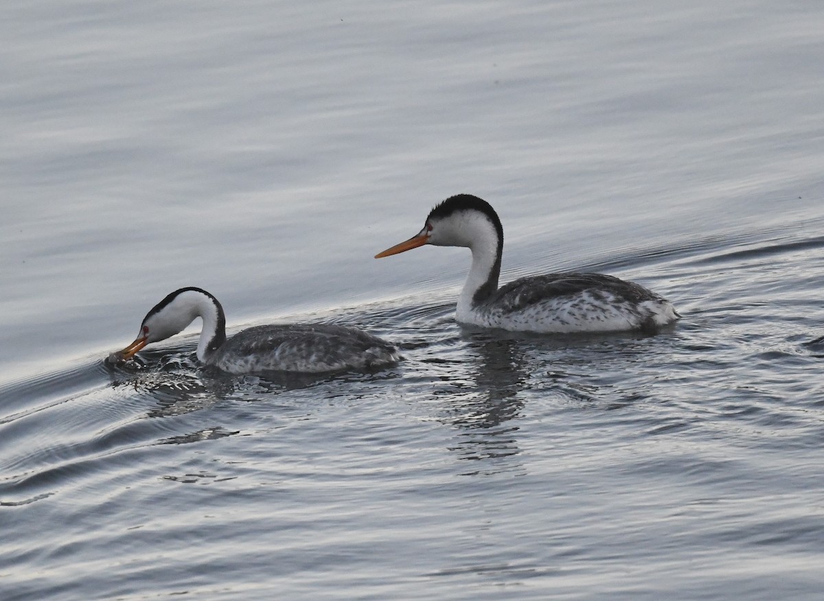 Clark's Grebe - ML619958826