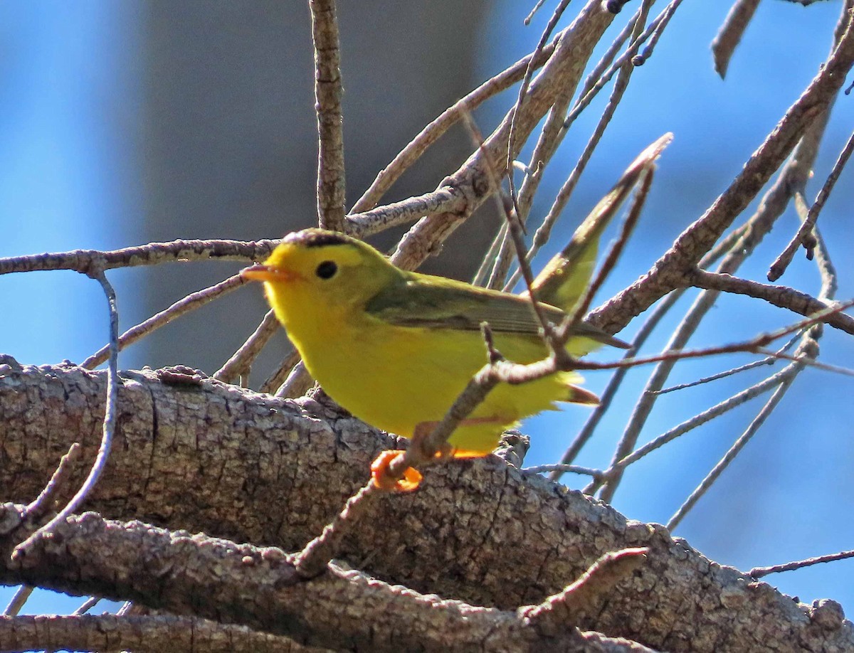 Wilson's Warbler - Sharon Hull