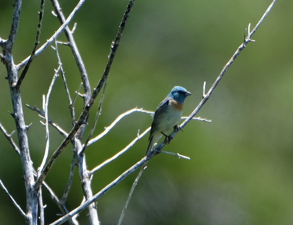 Lazuli Bunting - ML619958849