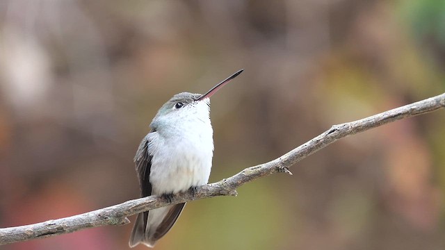 White-bellied Hummingbird - ML619958858