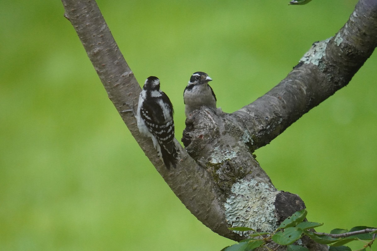 Downy Woodpecker (Eastern) - ML619958861