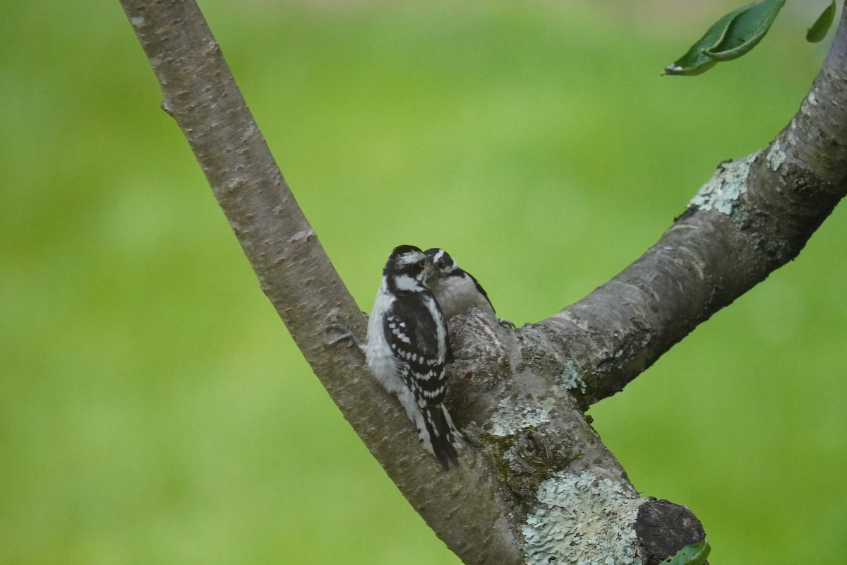 Downy Woodpecker (Eastern) - ML619958867