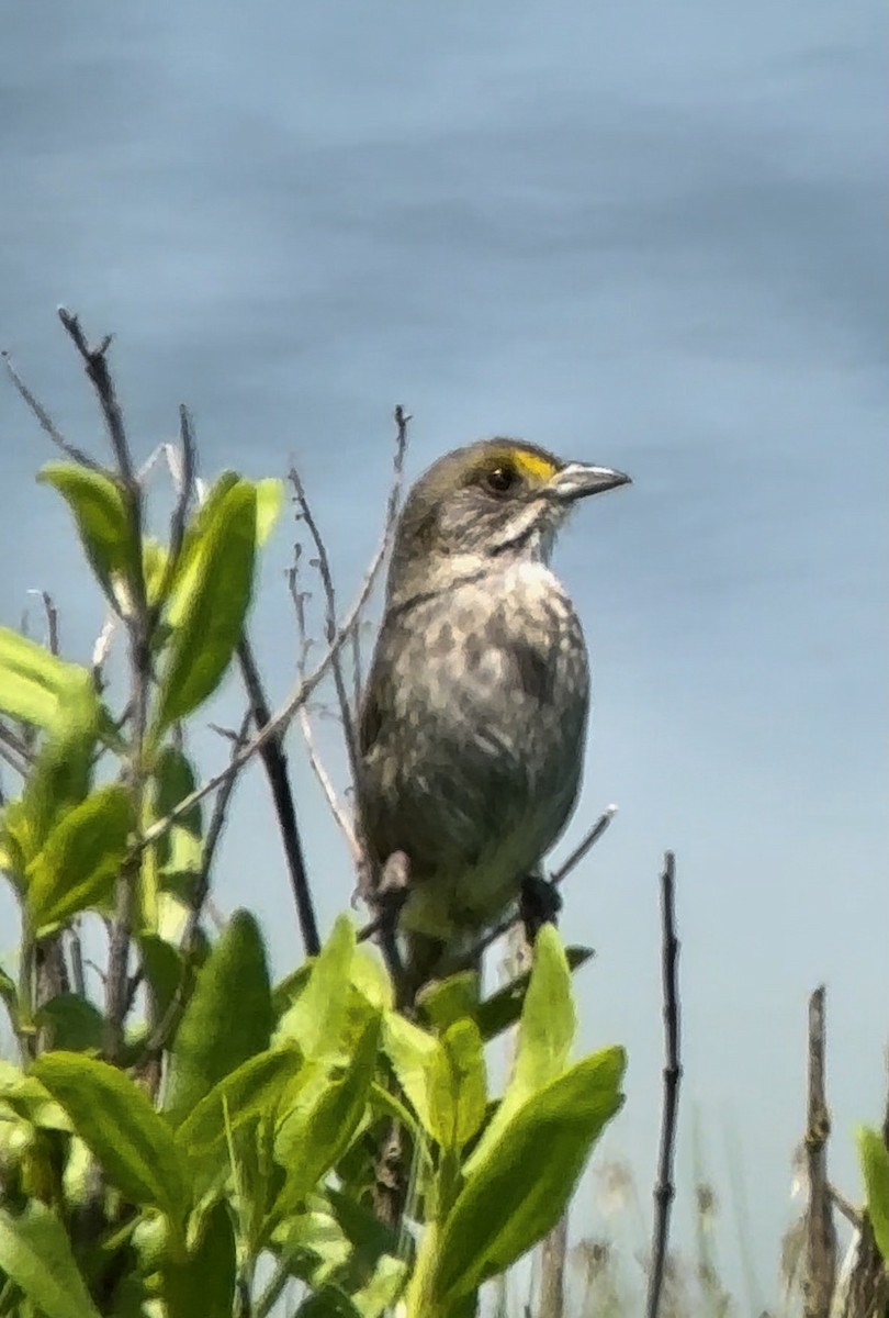 Seaside Sparrow - ML619958878