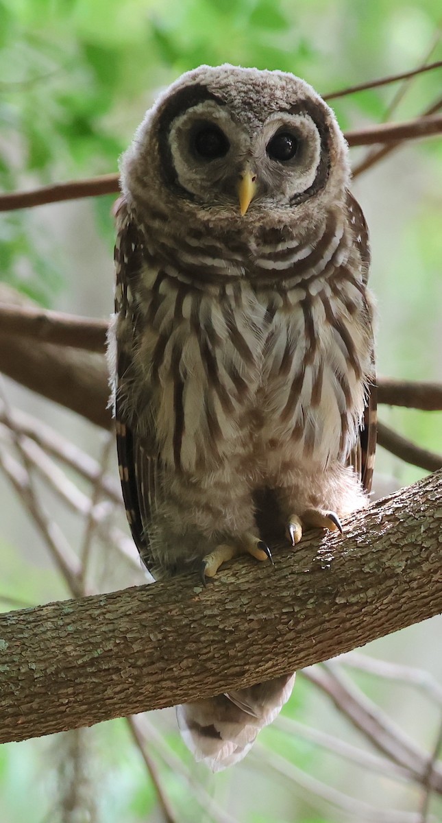 Barred Owl - ML619958885