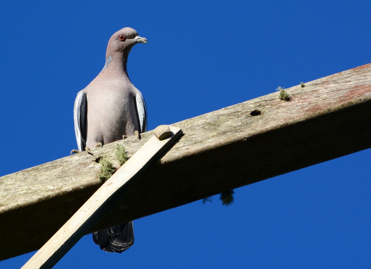 Pigeon picazuro - ML619958889