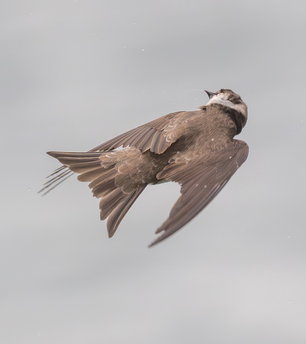 Bank Swallow - ML619958922