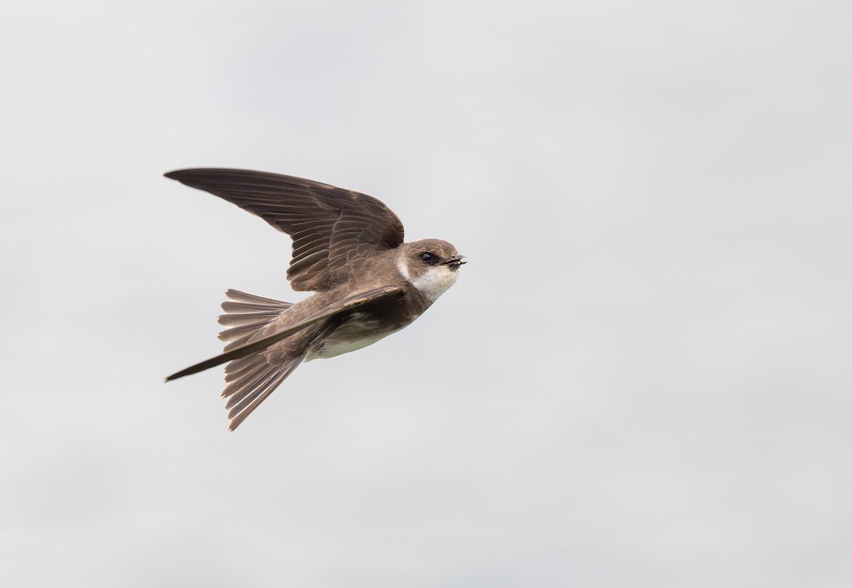 Bank Swallow - ML619958927