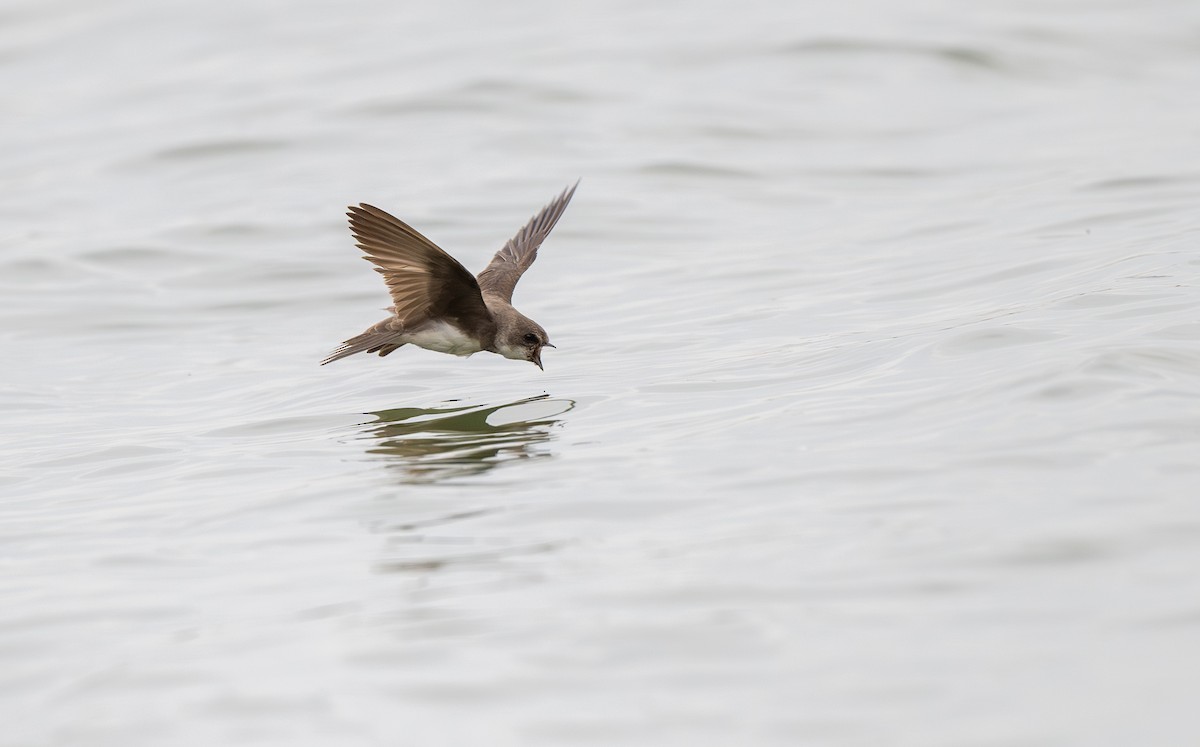 Bank Swallow - ML619958930