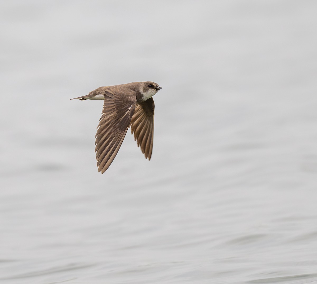 Bank Swallow - ML619958931